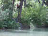 Carmenswing2.jpg (187879 bytes)