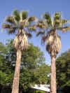 Washingtonia.jpg (187336 bytes)